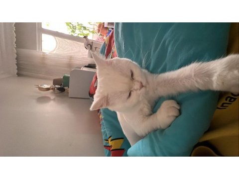 1 yaşında dişi van kedisi