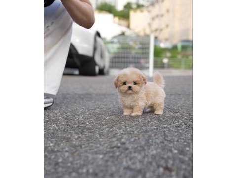 Karamel maltipoo