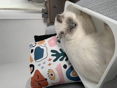 Acil yuva british longhair