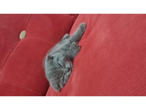 Kedimize yeni yuva arıyoruz