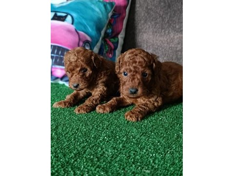 Toy poodle yavrularımız