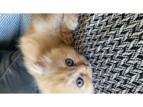 British longhair ve shorthair