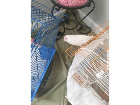 Albino 6 aylık forpus papağanı