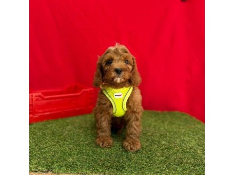 Dizayn ırk mini sevimli maltipoo yavrular 