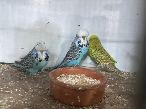 Sezona hazır damızlık show jumbo kuşlar