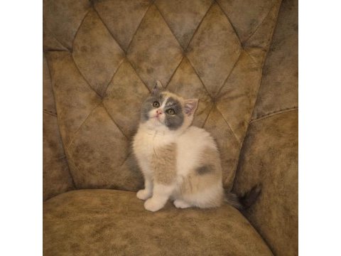 Tree color british shorthair yavruları