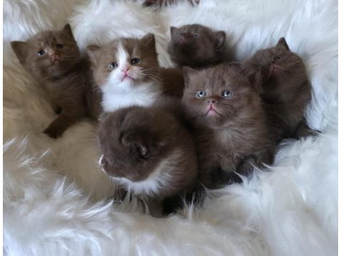 Bayram şekerleri kedilerim yeni ailelerini bekliyor