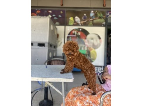 Sayfanın en iyi köpekleri için lütfen irtibata geçiniz