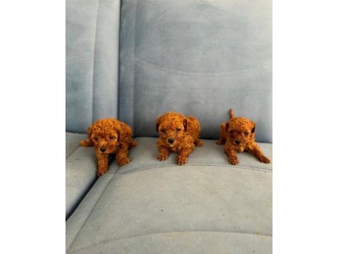 Mini boy toy poodle yavruları