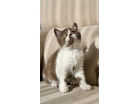 Cinnamon bicolor dişi british shorthair