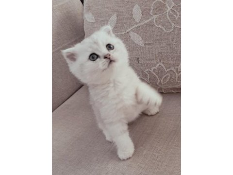 Scottish fold silver erkek