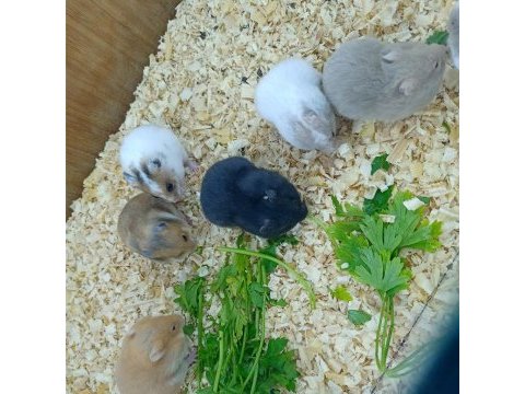 Hamster suriye gonzales