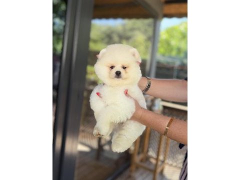 Üst düzey show kalite pomeranian boo