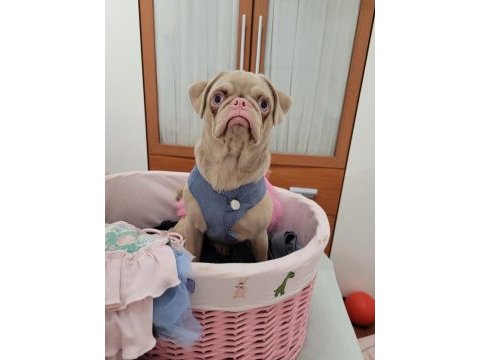 Egzotik pug mops