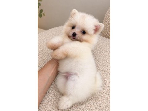 Biblo pomeranian boo mini boy