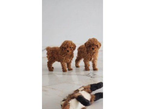 Muhteşem toy poodle yavruları