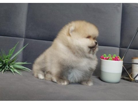 Teddy bear boo yavrular taksitle heryere gönderilir 