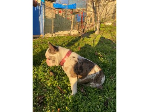 Üst düzey french bulldog