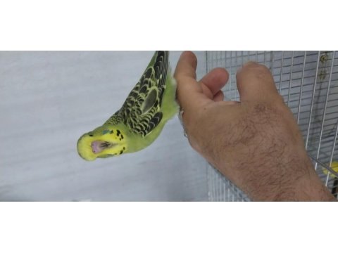 30 40 gün arası bebek muhabbet kuşları