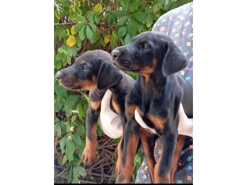 Irk ve sağlık garanti doberman yavrularımız
