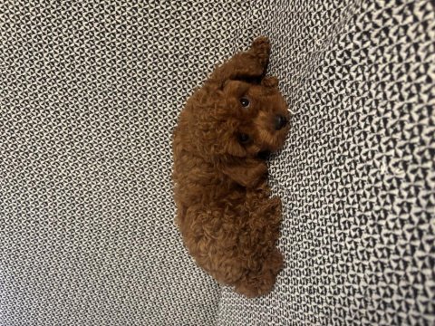 Sevimli poodle