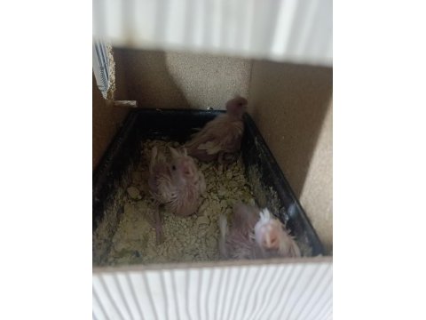 Yavrulu albino kırmızı göz sultan papağanı