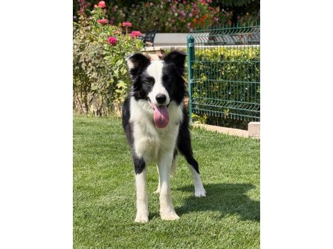 Sınırlı özel border collie yavrular