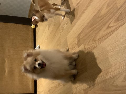 Ev ortamına alışkın pomeranian boo yavrusu
