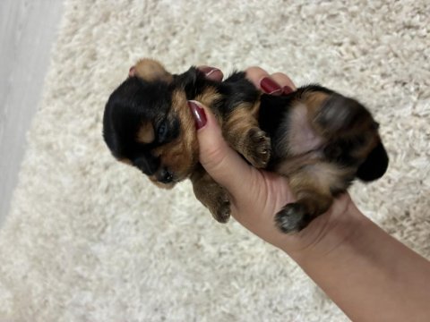 A kalite anne altından yorkshire terrier
