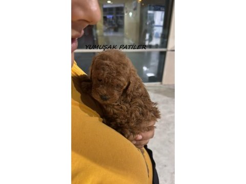 Toy poodle dişi - erkek