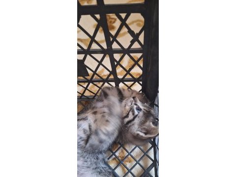 2 aylık erkek kedimiz