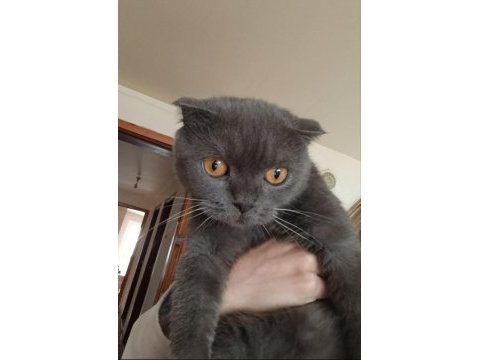 Gri scottish fold