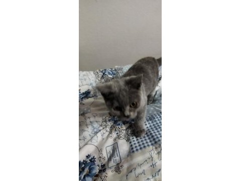 3.5 aylık dişi british shorthair