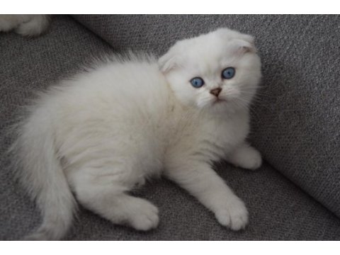 Secereli mavi gözlü scottish fold ve straight yavrular