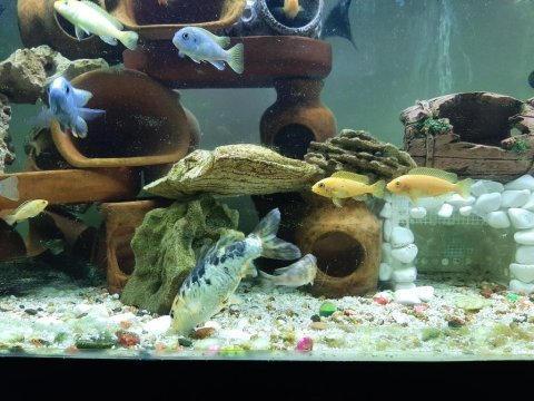 Koi japon 14 15 cm