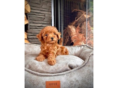 Orijinal toy poodle bebekler