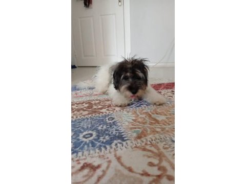 Sahiplendirilecek terrier
