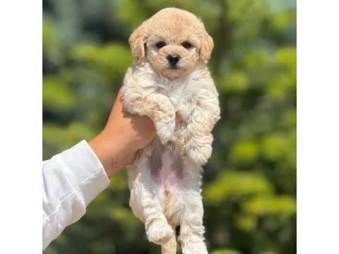 Sevimli erkek maltipoo yavrumuz
