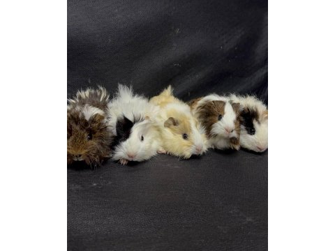 Ginepig yavrular gün içi gönderim sağlanmakta