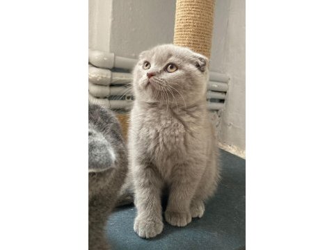 British shorthair scottish fold