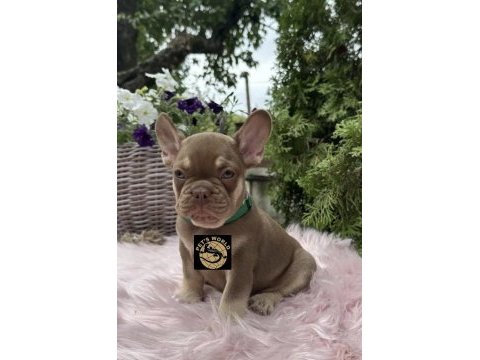 Özel renkler french bulldog yavrularımız