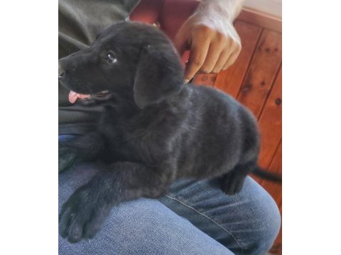 7 adet 25 günlük safkan alman çoban köpeği