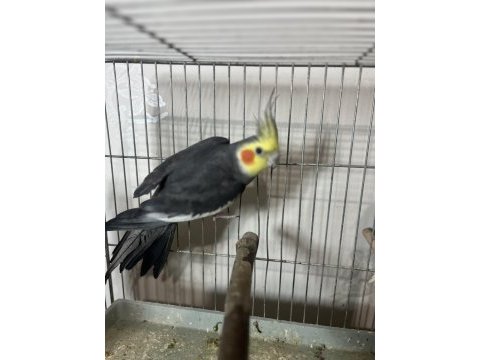 Satılık sultan papağanı
