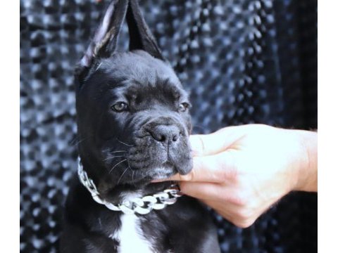 Fcı-kıf secereli safkan cane corso yavrular
