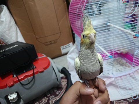 3 aylık sultan papağanı