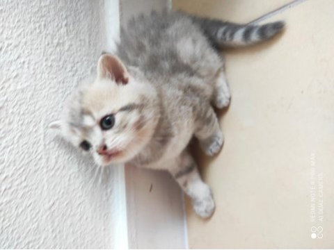 40 günlük british shorthair yavrular