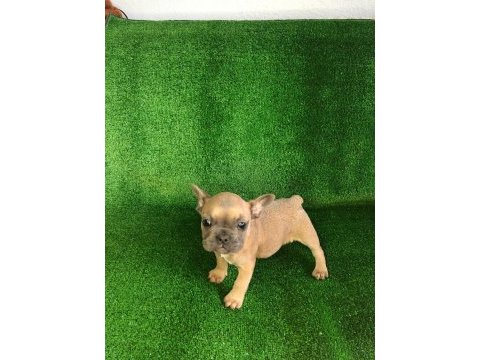 Blue fawn french bulldog bebeğimiz yeni yuvasını arıyor
