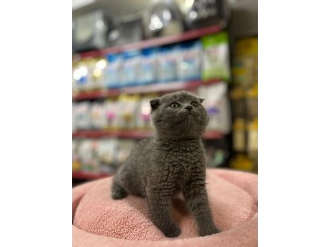 Scottish fold kedimiz 2 aylık