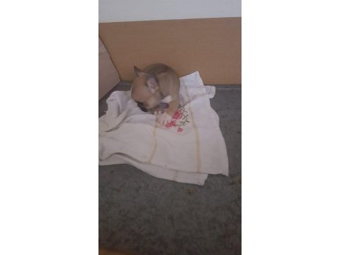 1 aylık erkek orijinal fransız bulldogu (yavru)