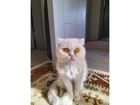 Exotic shorthair sütlaç yeni yuvasını arıyor
